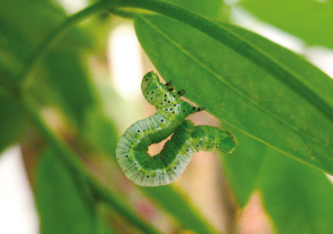 沈阳：天暖害虫来袭 这5种最伤路边树（图）