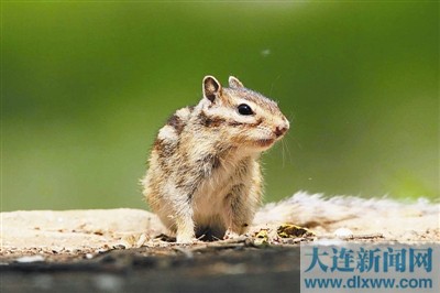 大连：小金花鼠生活很悠闲（图）