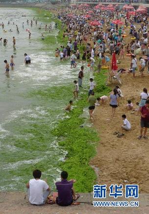 新华调查:海边绿潮疑云 青岛浒苔缘何连续5年来袭