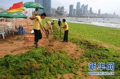 新华调查:海边绿潮疑云 青岛浒苔缘何连续5年来袭