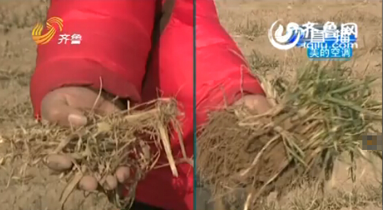 聊城：农户家15亩麦苗全部死亡 原因仍在调查当中