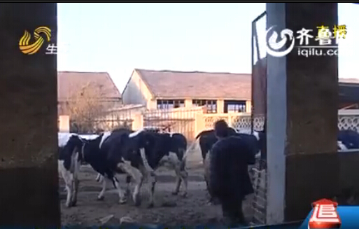 奶农曾遭奶企拒收奶威胁 山东将出台牛奶救市政策