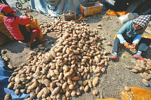 济南七里堡批发市场卖去芽土豆 重新装袋再出售