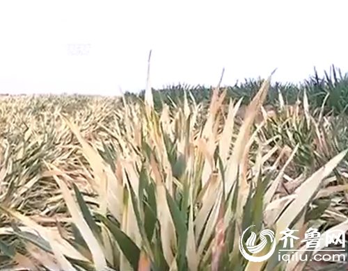 潍坊农户浇水后麦苗变枯草 灌溉河被污染水质变绿