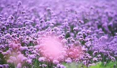 西海岸生态观光园马鞭花海