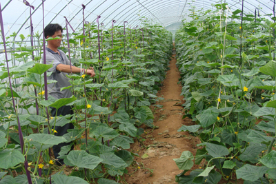 王坟镇有机蔬菜质量好卖价高销售俏