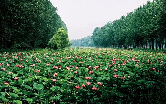 第十届中国微山湖湿地红荷节8月10日开幕