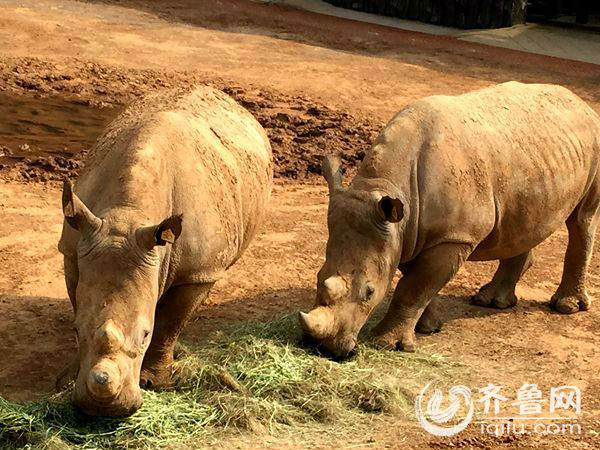 探营济南新建野生动物世界：动物“经适房”升级成别墅