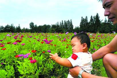 花好迎月圆 滨江森林公园数万平米野花盛开