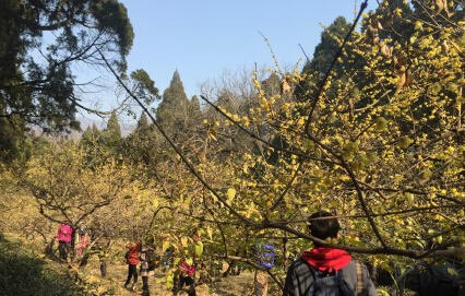 申城蜡梅梅花相伴迎羊年 蜡梅初开较往年迟两周