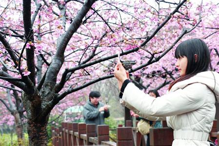 今年顾村公园樱花节将限流:3月18日开幕 4月15日结束