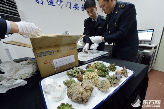 邮寄物非法进境 上海国检查获濒危多肉植物