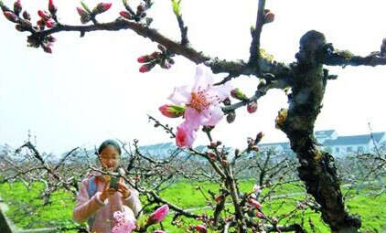 金山田野百花节持续到