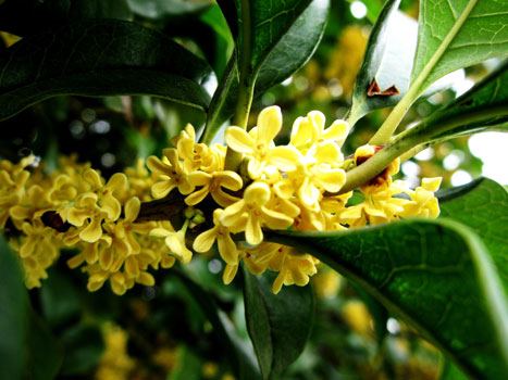 Osmanthus fragrans