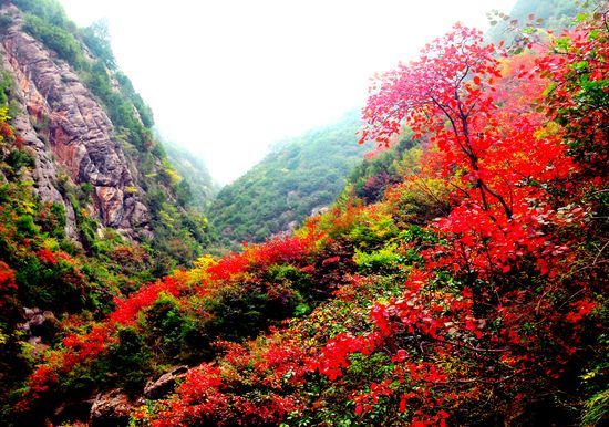 凤县美景红叶最浓 金秋陶醉秦岭第一红