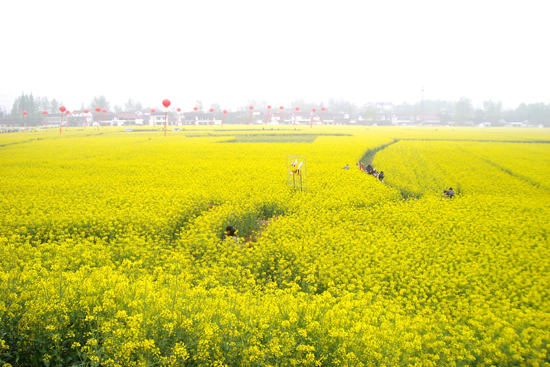 2013中国最美油菜花海汉中旅游文化节在陕西汉中隆重开幕