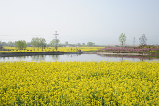 2013中国最美油菜花海汉中旅游文化节在陕西汉中隆重开幕