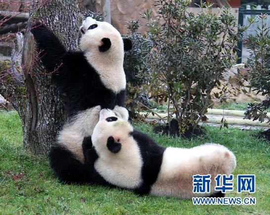 大熊猫成为震后四川沟通世界的“文化使者”