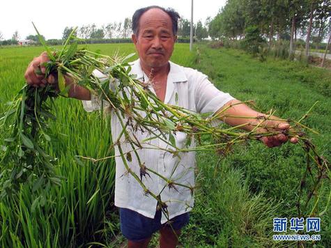 高清大图：不只是食人鱼 警惕“外来物种入侵”