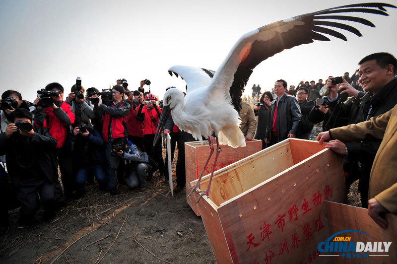 天津：13只中毒东方白鹳成功放飞