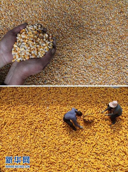 玉米成为我国第一大粮食作物品种