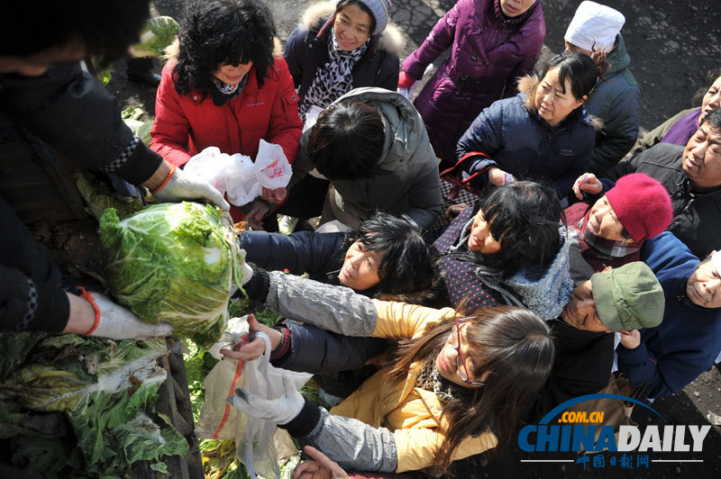 山西太原：爱心大白菜 免费送市民