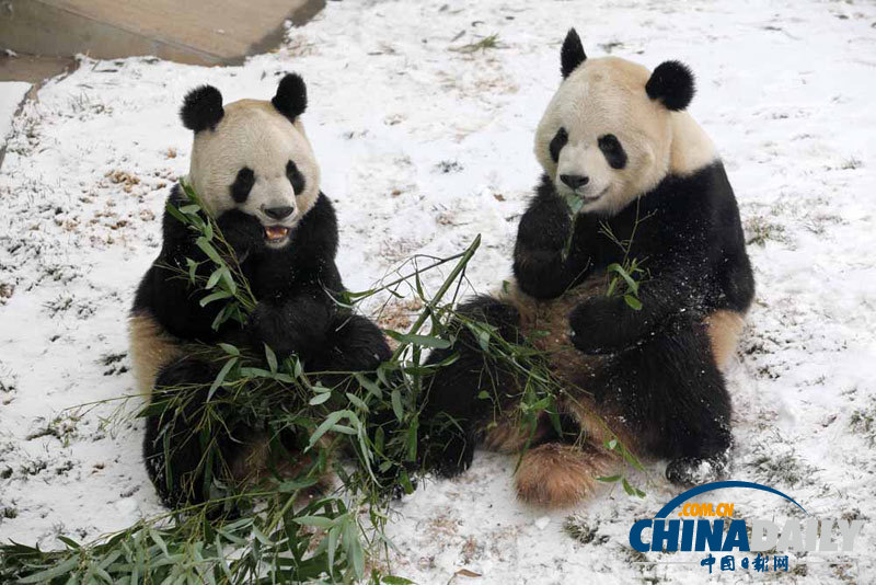 大熊猫雪地撒欢