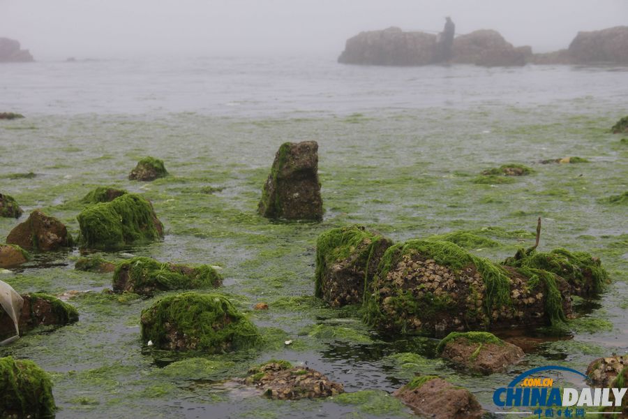 浒苔再袭青岛 浴场成草原