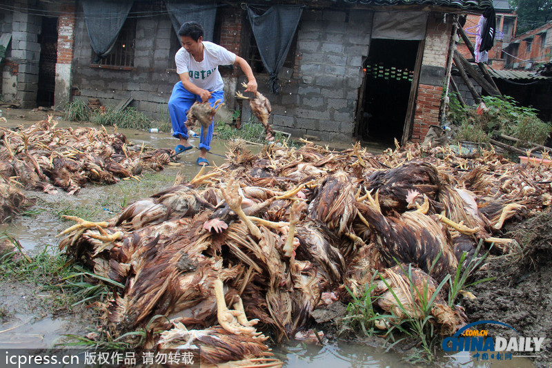 湖北郧县遭强降雨：房屋被毁鸡场被淹 死鸡尸体堆满地