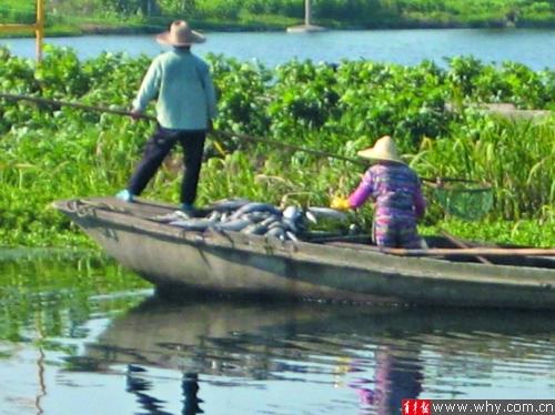 上海青浦上百斤“热死鱼”被抛入河道