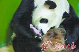 首只“广东籍”熊猫出生 饲养员24小时全天守护