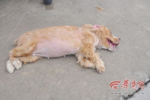 犬只收容所数十只狗死亡 官方：天热死几只正常