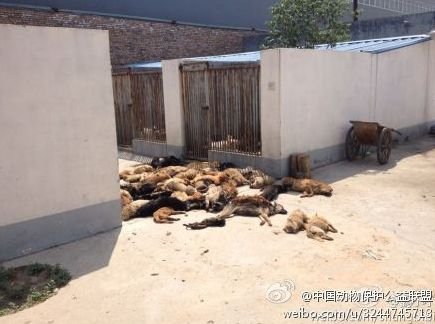 犬只收容所数十只狗死亡 官方：天热死几只正常