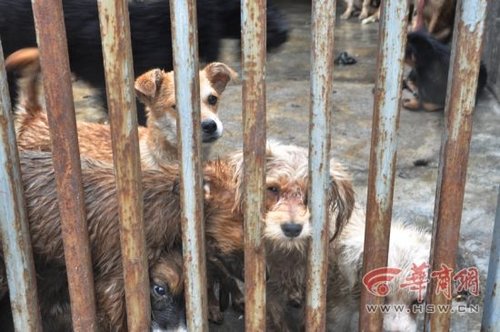 犬只收容所数十只狗死亡 官方：天热死几只正常