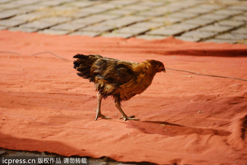 江湖杂技团借演出卖“灵药” 称“灵药”中浸泡鳄鱼、毒蛇等药材