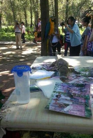 北京野生动物园被指虐待动物 鳄鱼嘴被捆住合影