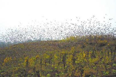 上万麻雀闯入村庄吃豆角 专家称它们在迁徙