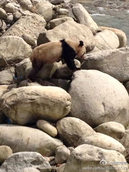 陕西华阳镇频繁出没野生大熊猫 景区三年出现三次