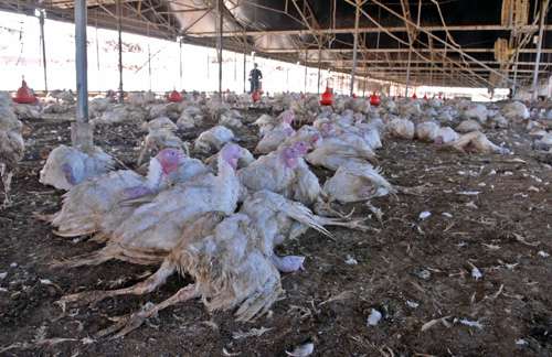 卫生部权威解答：禽流感不会发展成为规模疫情
