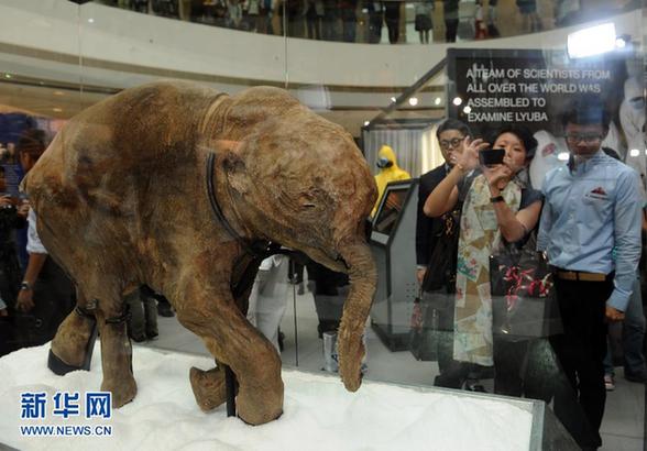 冰河时期长毛象宝宝首次在香港展出
