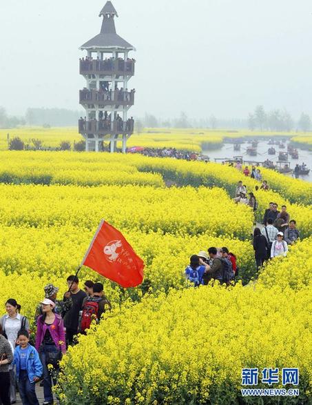 江苏兴化油菜花开迎游客