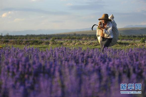 伊犁河谷薰衣草花香袭人