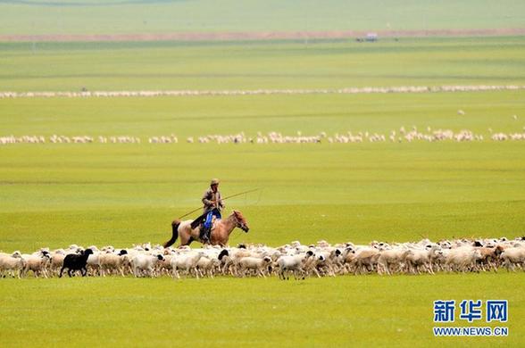 高清：内蒙古新巴尔虎草原披金撒银迎游客