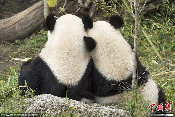 中国旅奥大熊猫“福虎”即将回国