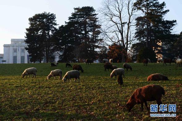 瑞士万国宫“邀请”羊群修整草坪