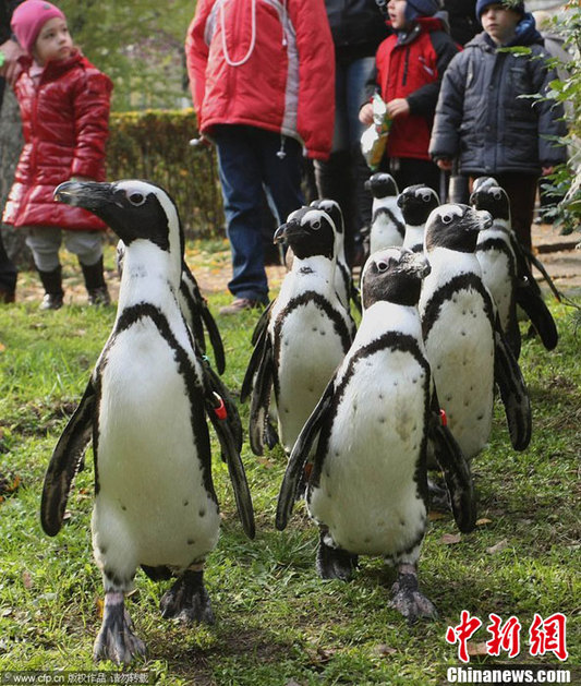 匈牙利企鹅走上街头 和市民“亲密接触”