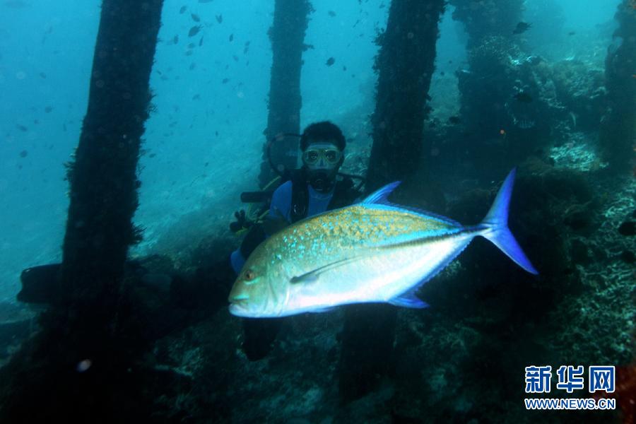 高清实拍印尼东部海域四王群岛附近的海底世界