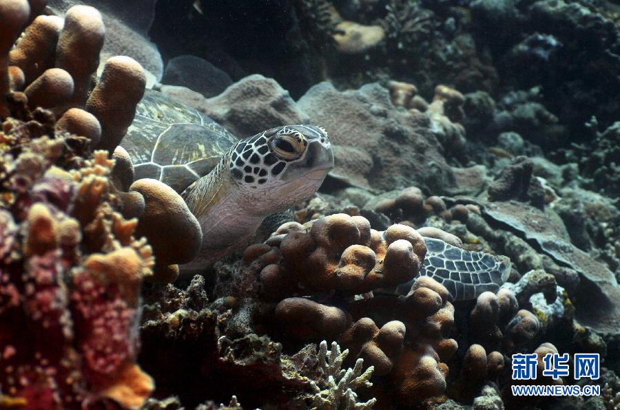 高清实拍印尼东部海域四王群岛附近的海底世界