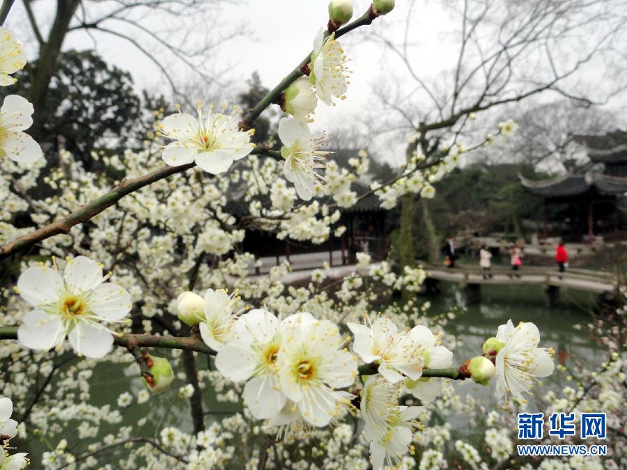 “花开意盎然，雀鸟上枝头”：听！春天的脚步声