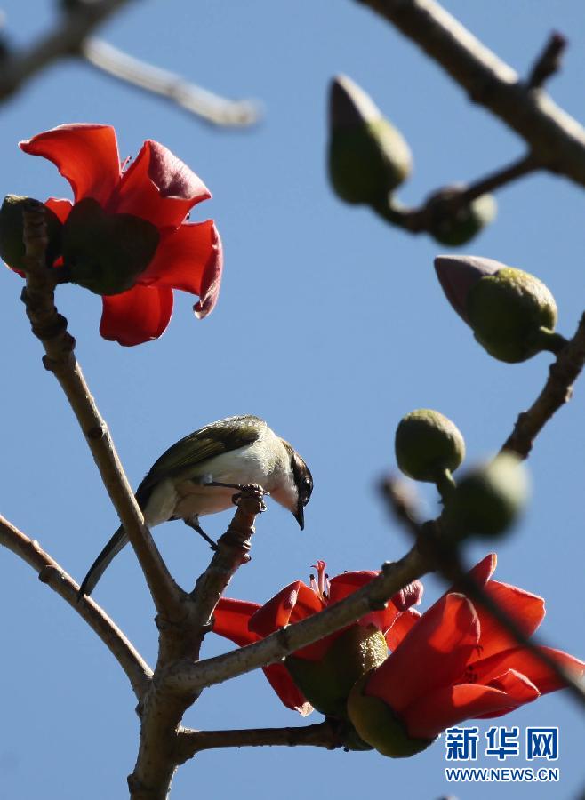 “花开意盎然，雀鸟上枝头”：听！春天的脚步声